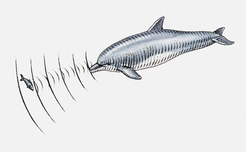 What frequencies can dolphins hear? Hearing System and Acoustic Perception