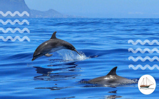 Why Do Dolphins Come to Fishing Nets? Scientific Explanations and Solution Guide for Fishermen