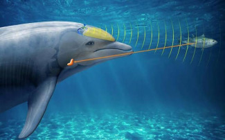 Technical infographic showing dolphin's echolocation signals