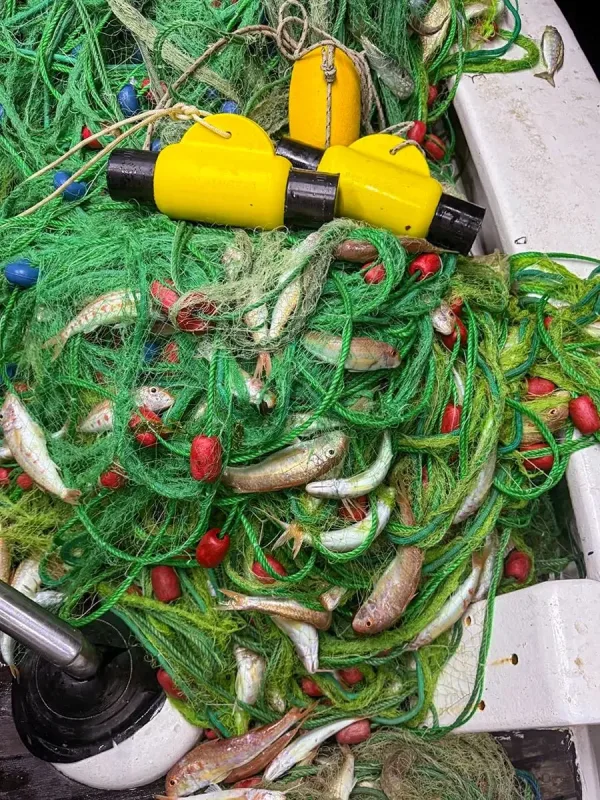 Dolpinger – Dolphin Pinger | Protect Your Fishing Nets 4