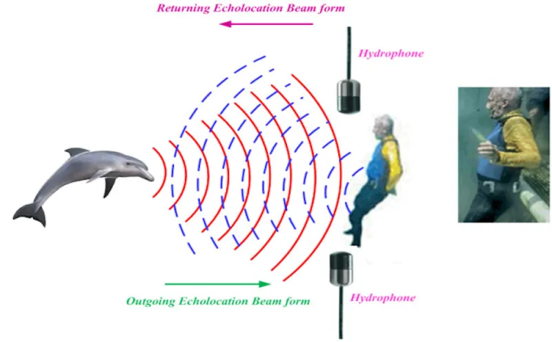 Acoustic Pinger Frequencies: Frequency, Pulse Duration, and Underwater Sound Propagation