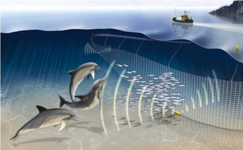 Bycatch Reduction Nedir? Yan Avın Azaltılması ve Sürdürülebilir Balıkçılık Rehberi
